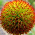Gaillardia Pulchella